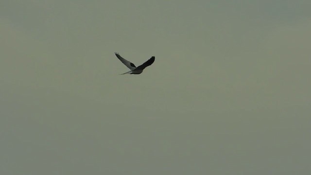 White-tailed Kite - ML655628346
