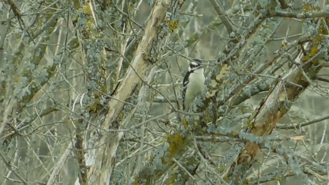 Downy Woodpecker (Eastern) - ML655628375