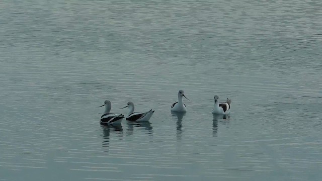 American Avocet - ML655628472