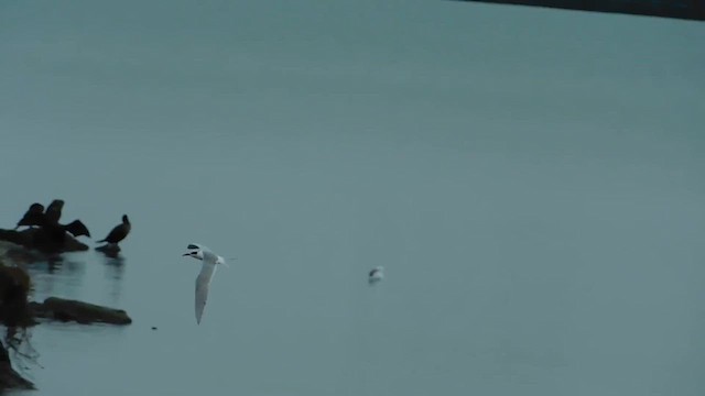 Forster's Tern - ML655628474