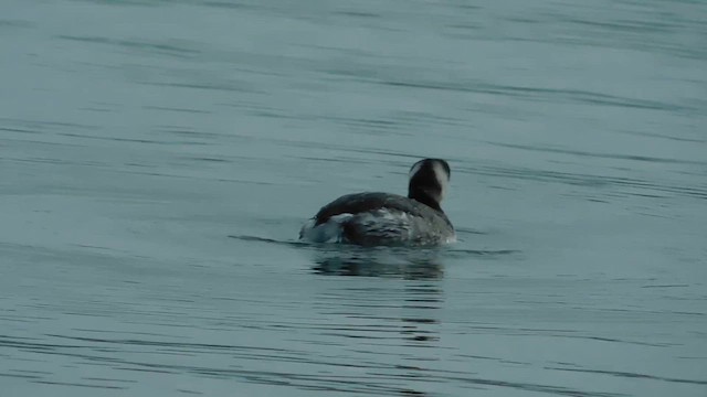 Horned Grebe - ML655628476