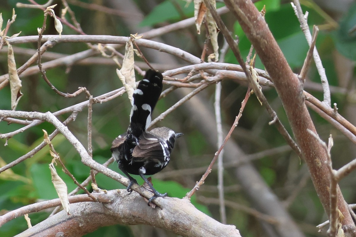 Black-bellied Antwren - ML655629570