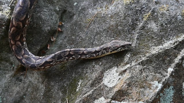 Madagascar Ground Boa - ML655630090