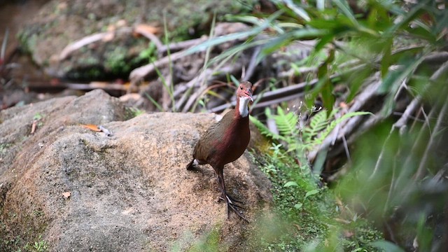 White-throated Rail - ML655630099