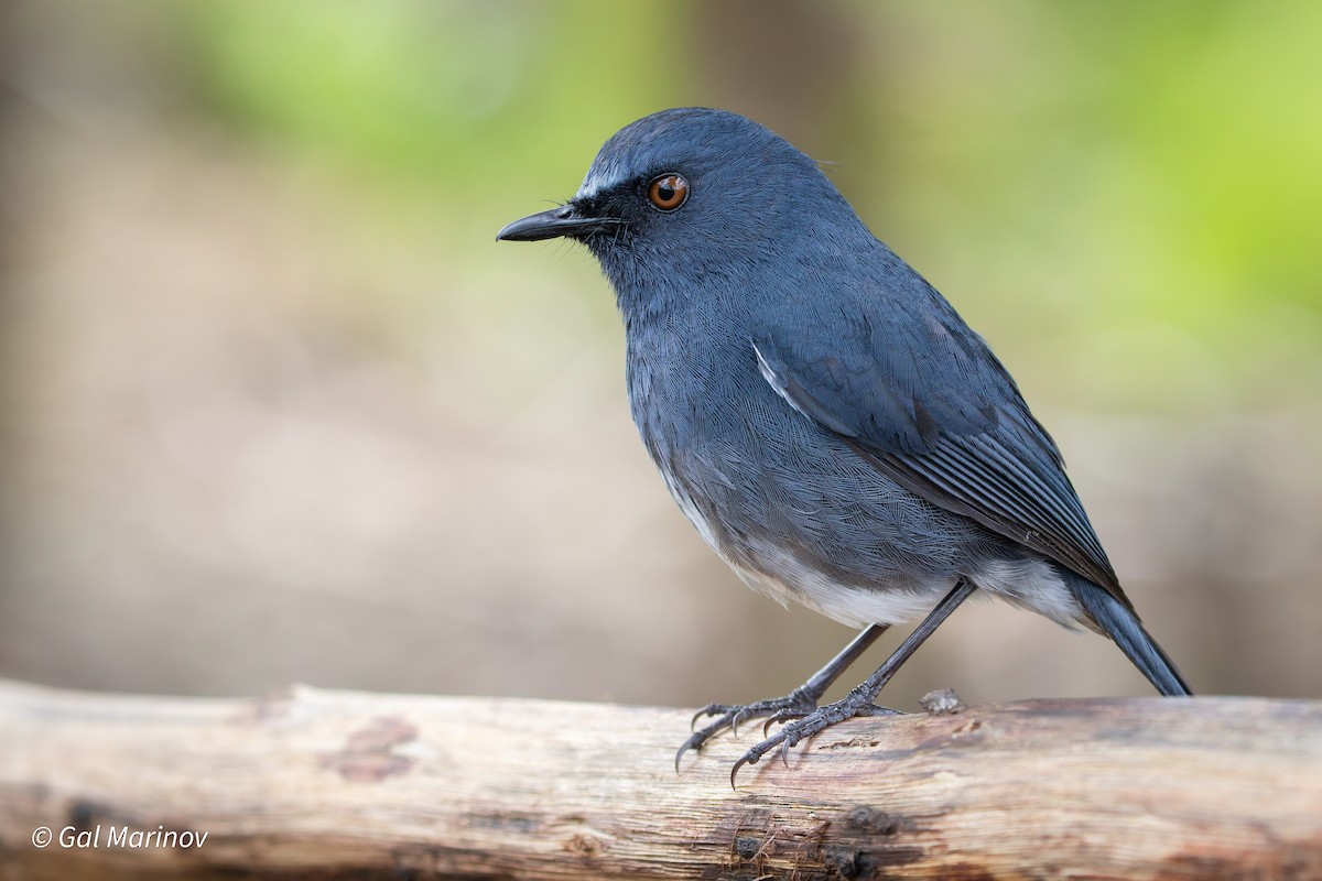 White-bellied Sholakili - ML655631592