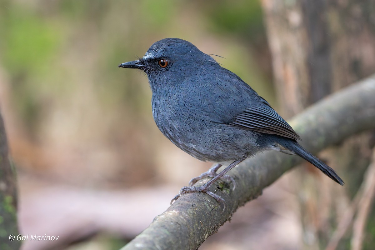 White-bellied Sholakili - ML655631593