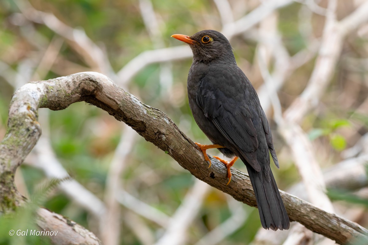 Indian Blackbird - ML655631596