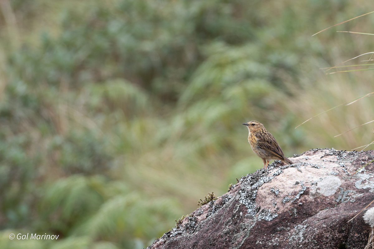 Nilgiri Pipit - ML655631603