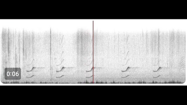 Sora uroilanda - ML655636446