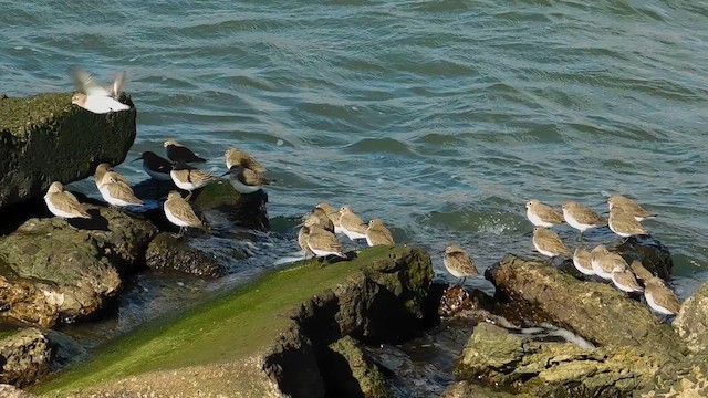 Dunlin - ML655639926