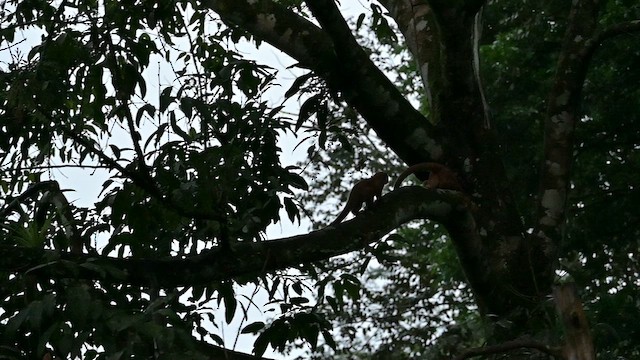 Kinkajou - ML655641814