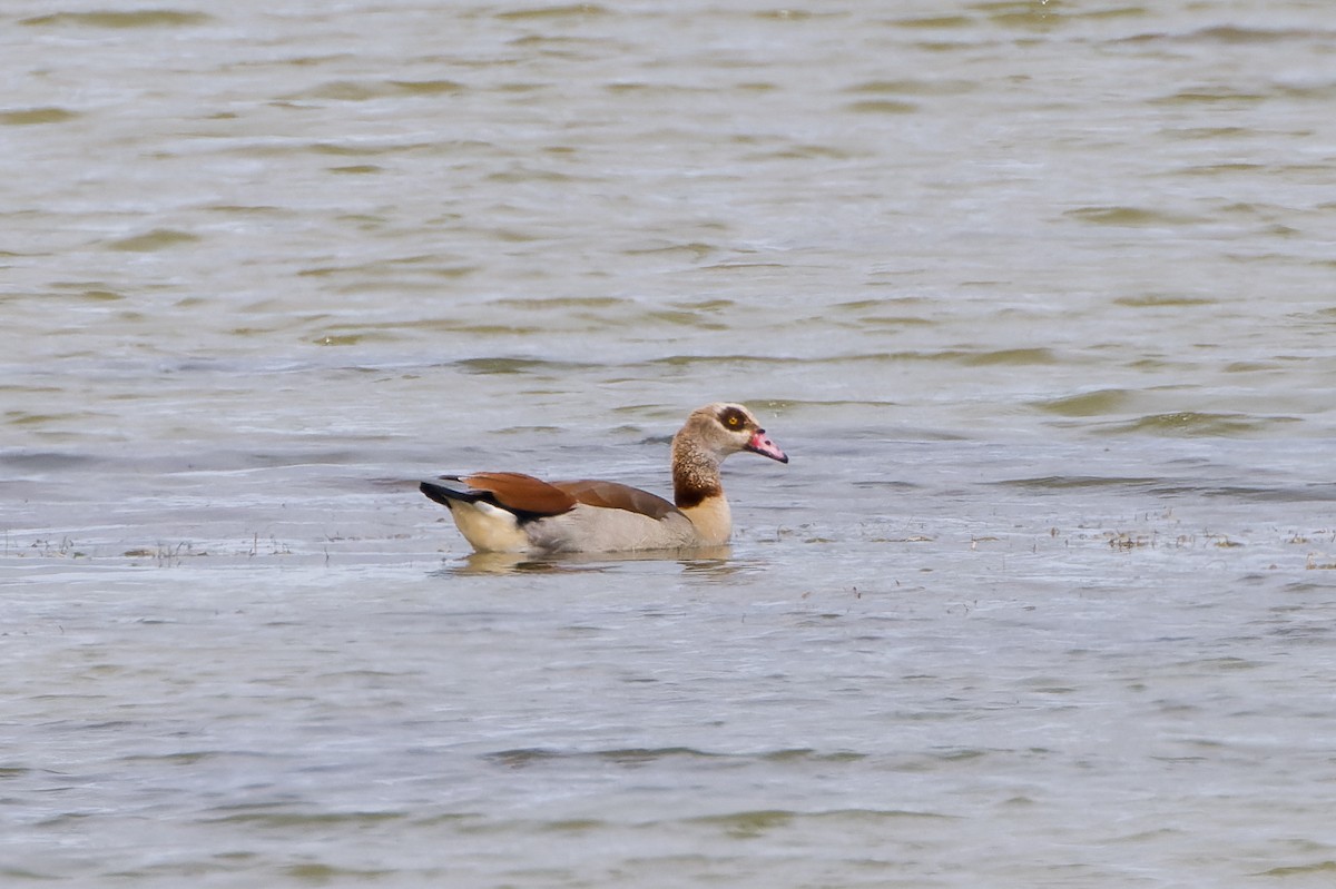 Egyptian Goose - ML655641896
