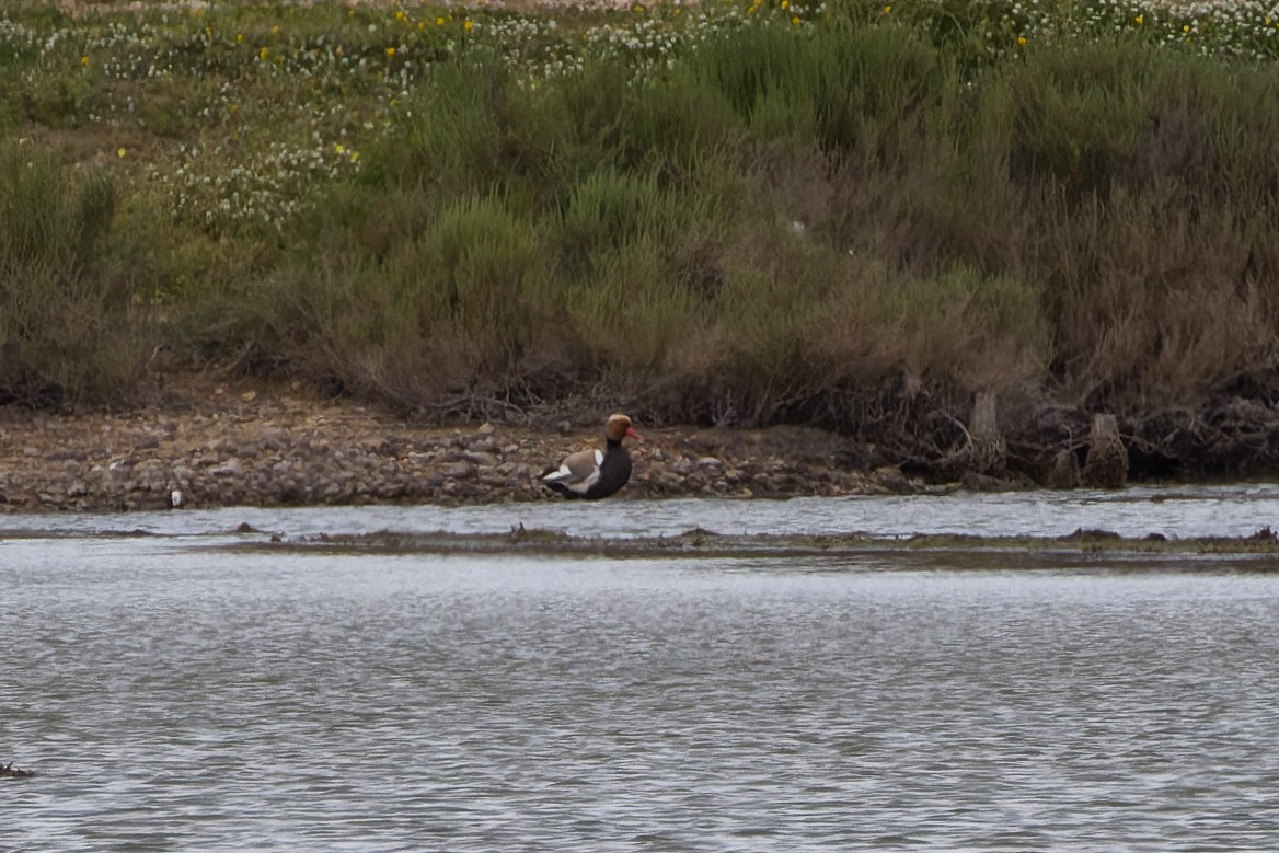 Red-crested Pochard - ML655641918