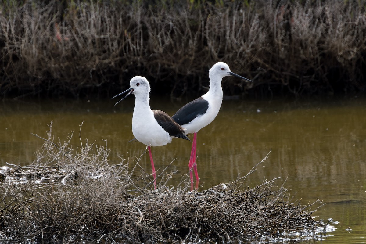 Black-winged Stilt - ML655641929