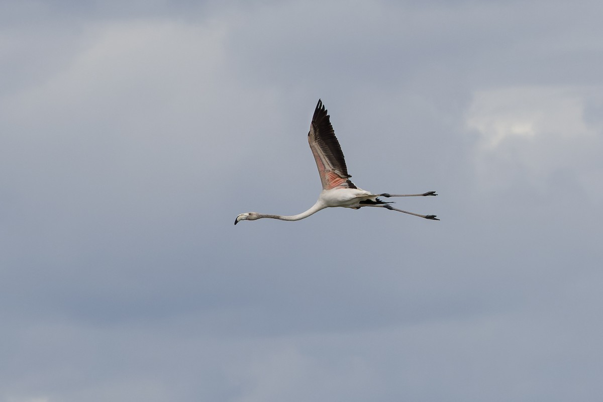 Greater Flamingo - ML655641937