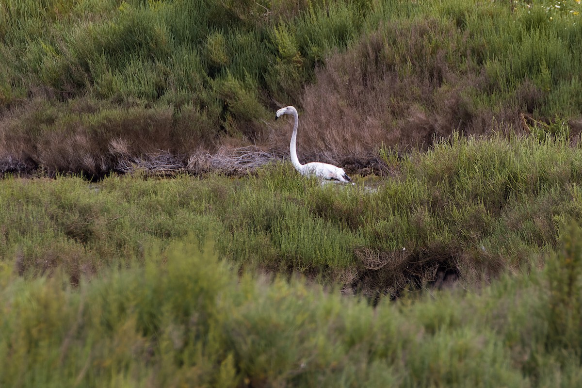 Greater Flamingo - ML655641938