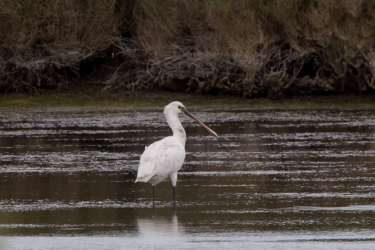 Eurasian Spoonbill - ML655641942