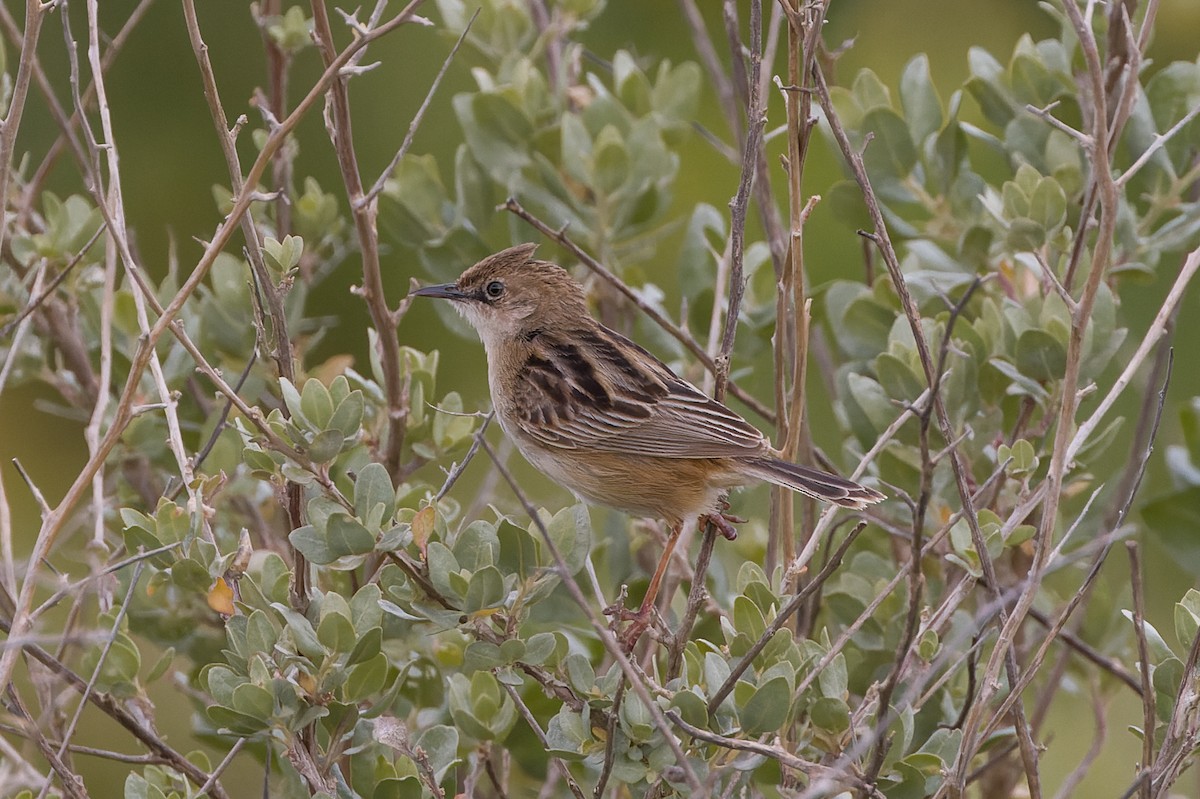 Zitting Cisticola - ML655641966
