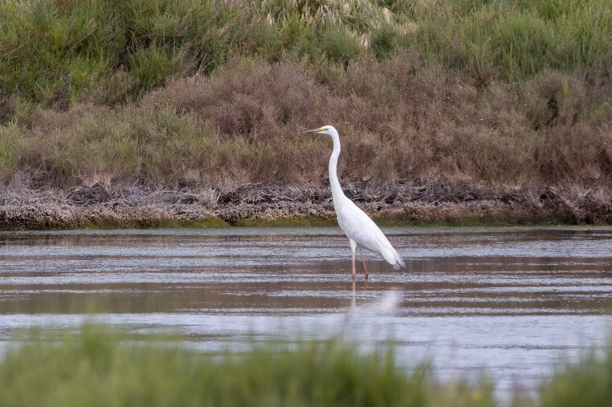 Great Egret - ML655642024