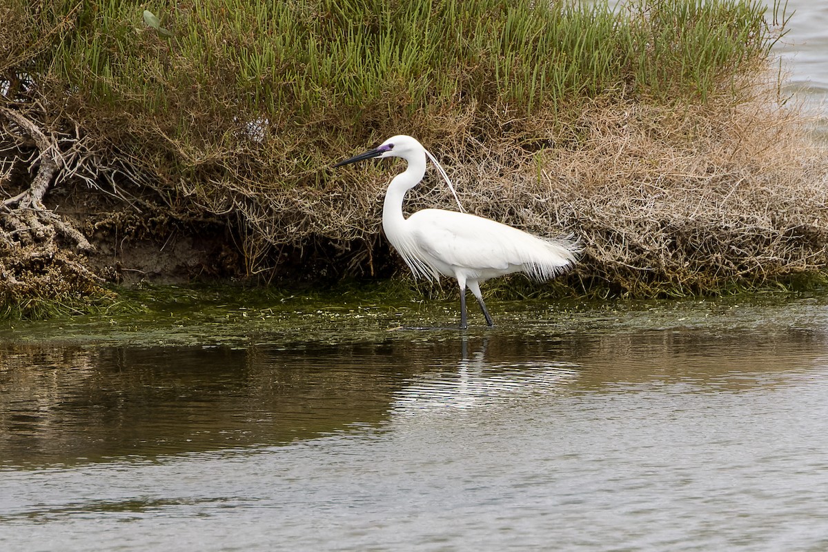Little Egret - ML655642026