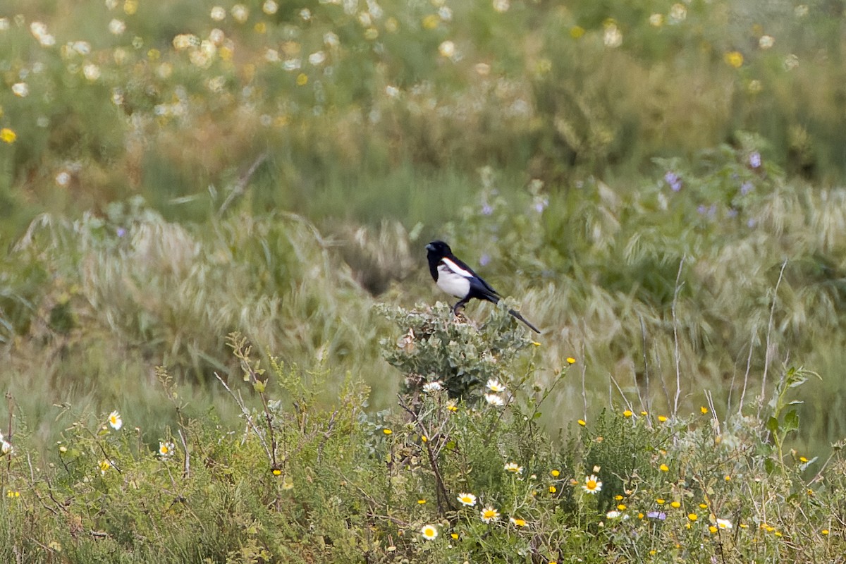 Eurasian Magpie - ML655642047