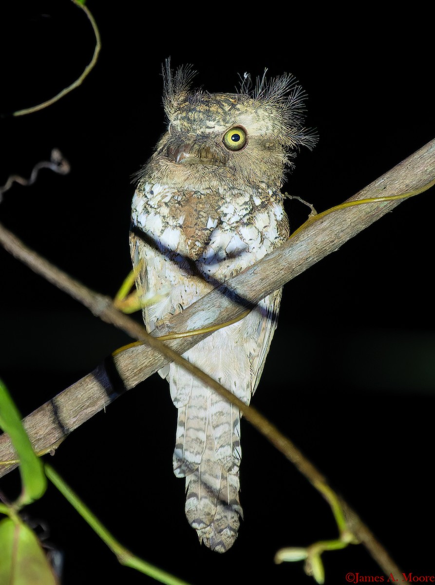 Palawan Frogmouth - ML655644594