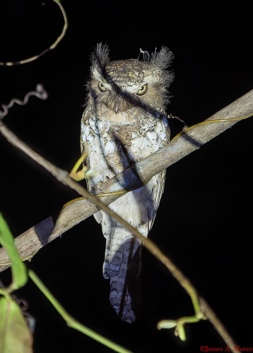 Palawan Frogmouth - ML655644595