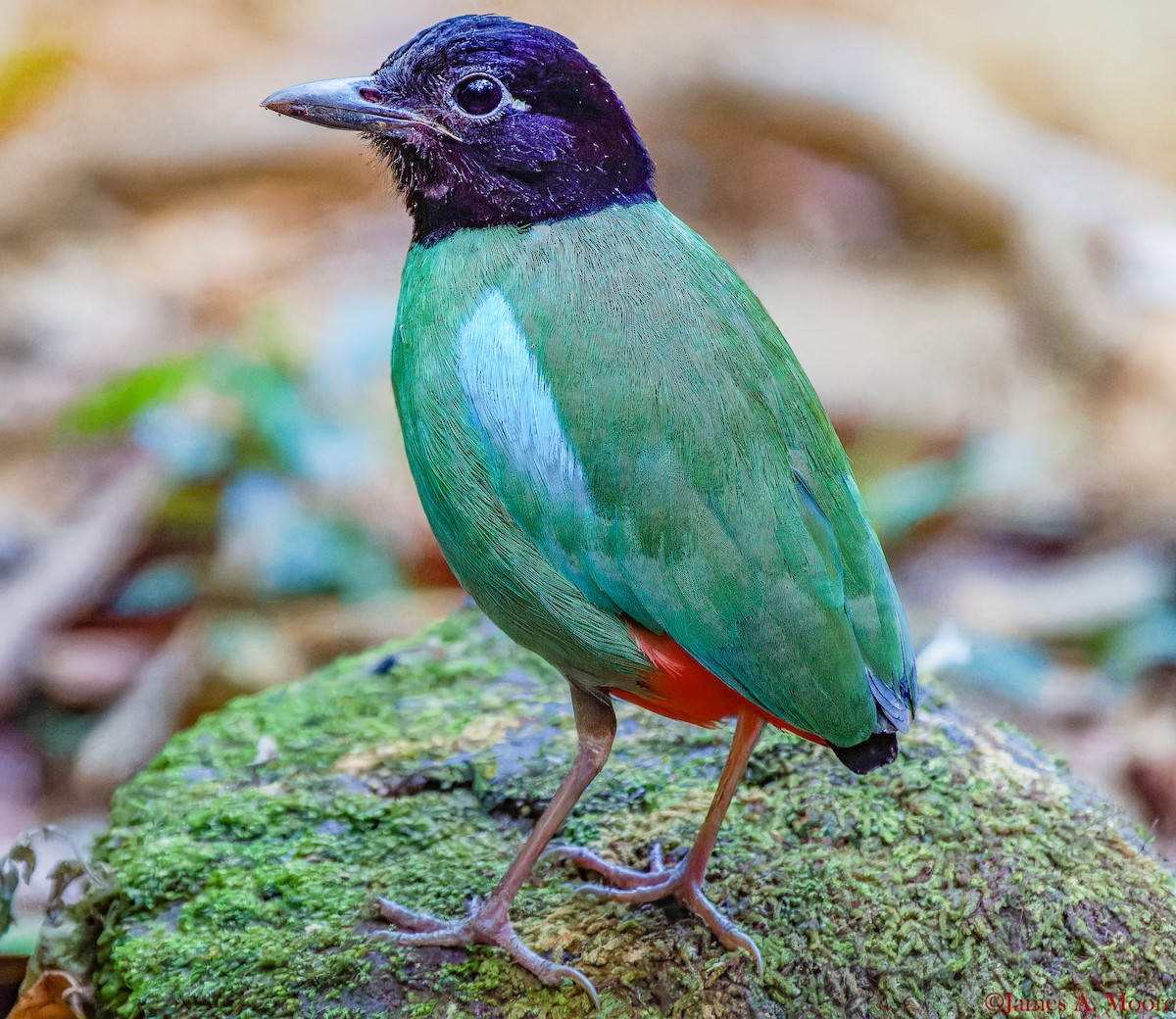 Western Hooded Pitta (Philippine) - ML655644714