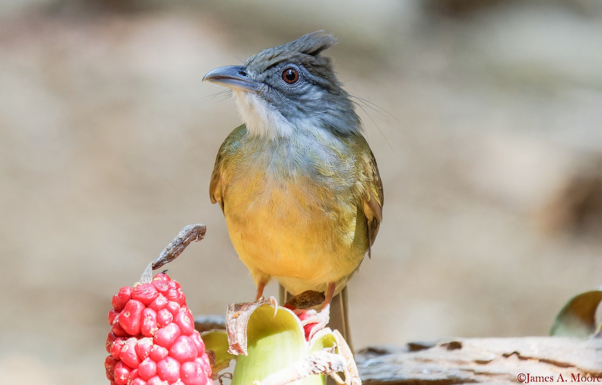 Gray-throated Bulbul - ML655644757