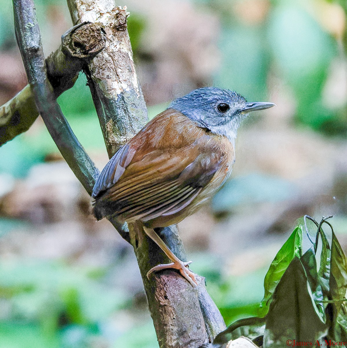 Ashy-headed Babbler - ML655644790