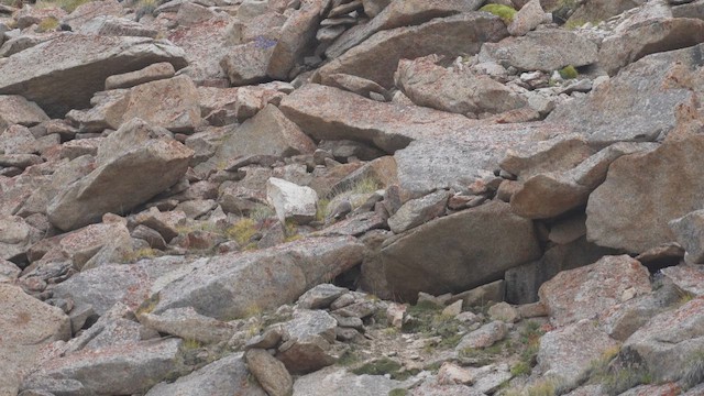 Himalayan Snowcock - ML655645919