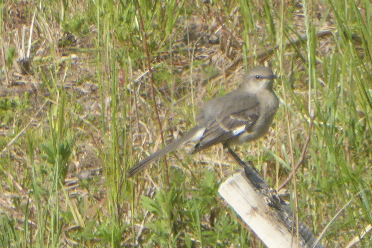 sangspottefugl - ML655646056