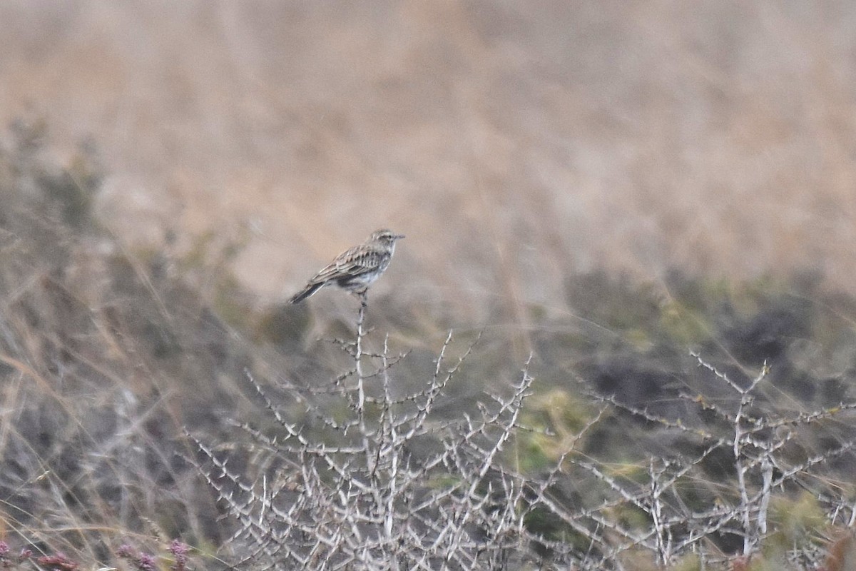 Karoo Lark - ML655647934