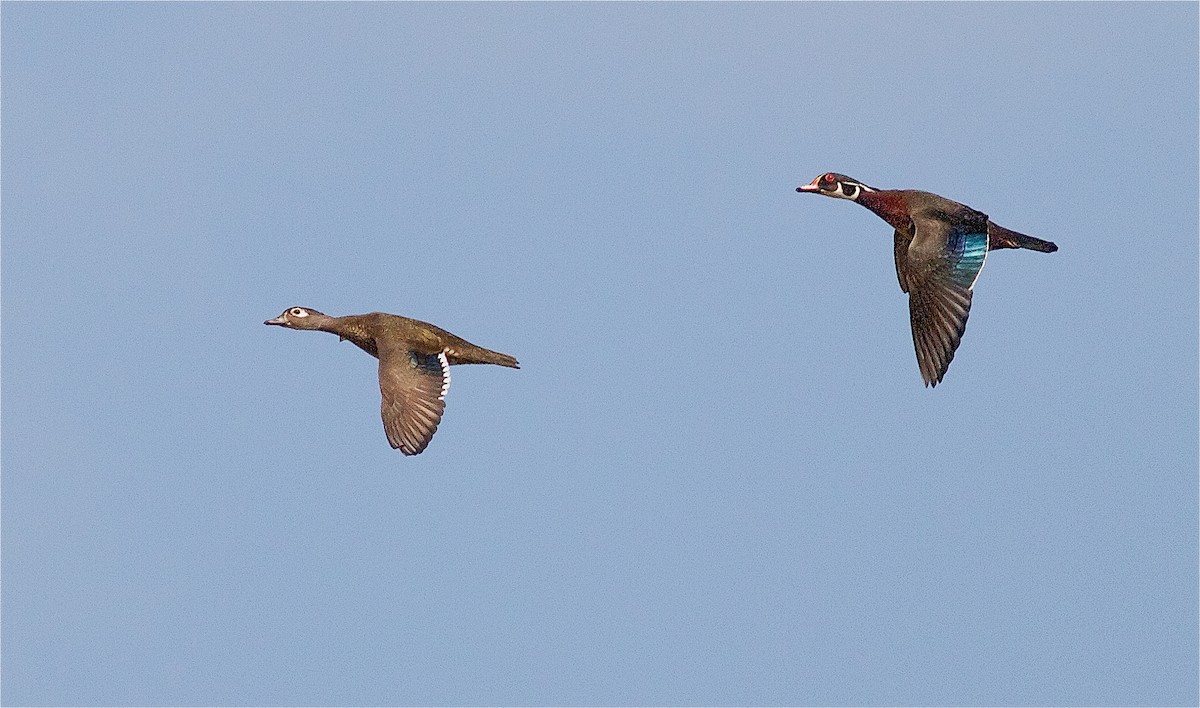 Wood Duck - Nick Pulcinella