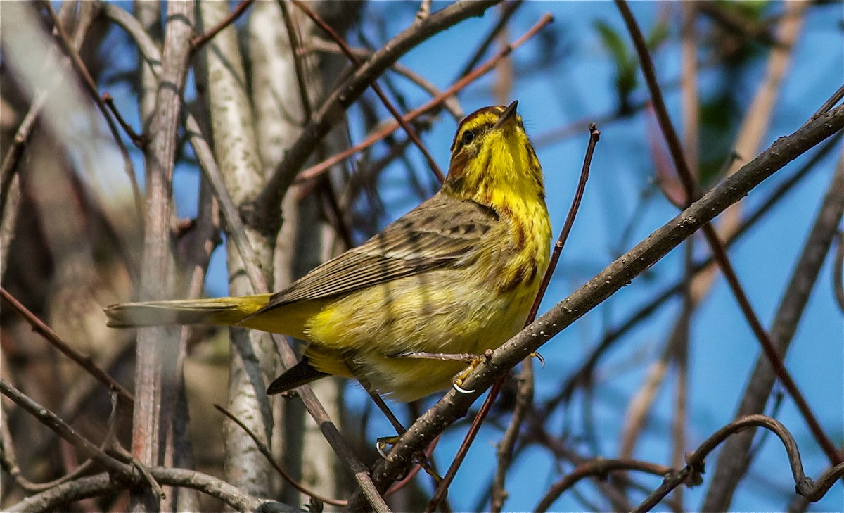 Palm Warbler (Yellow) - Nick Pulcinella