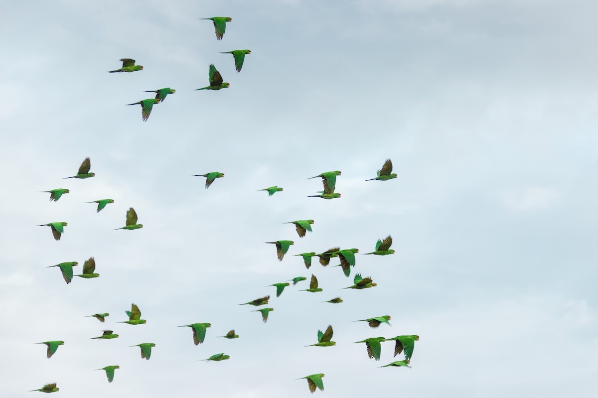 Scarlet-fronted Parakeet - ML655651368
