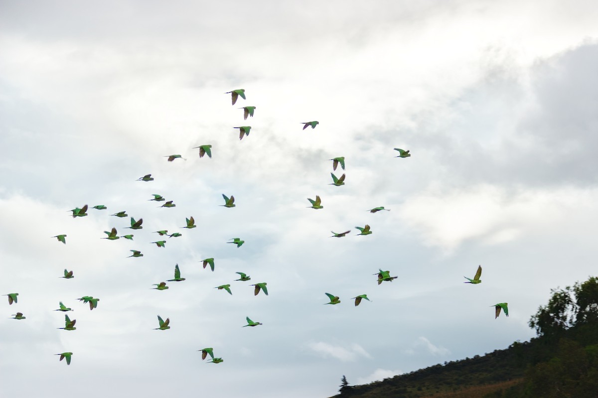 Scarlet-fronted Parakeet - ML655651369