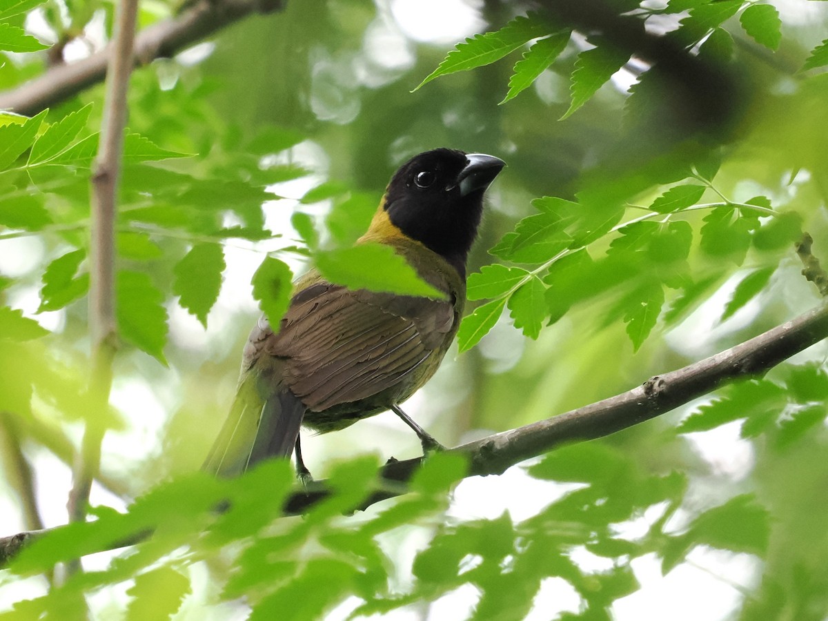 Crimson-collared Grosbeak - ML655653070