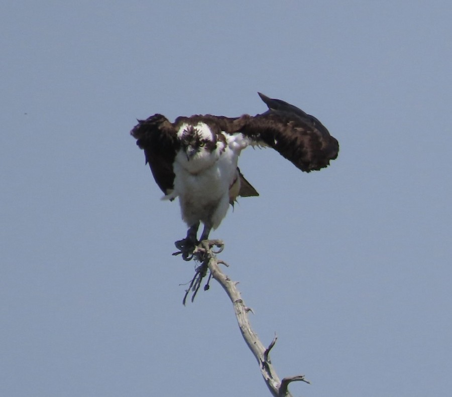 Osprey - Ruth Bergstrom