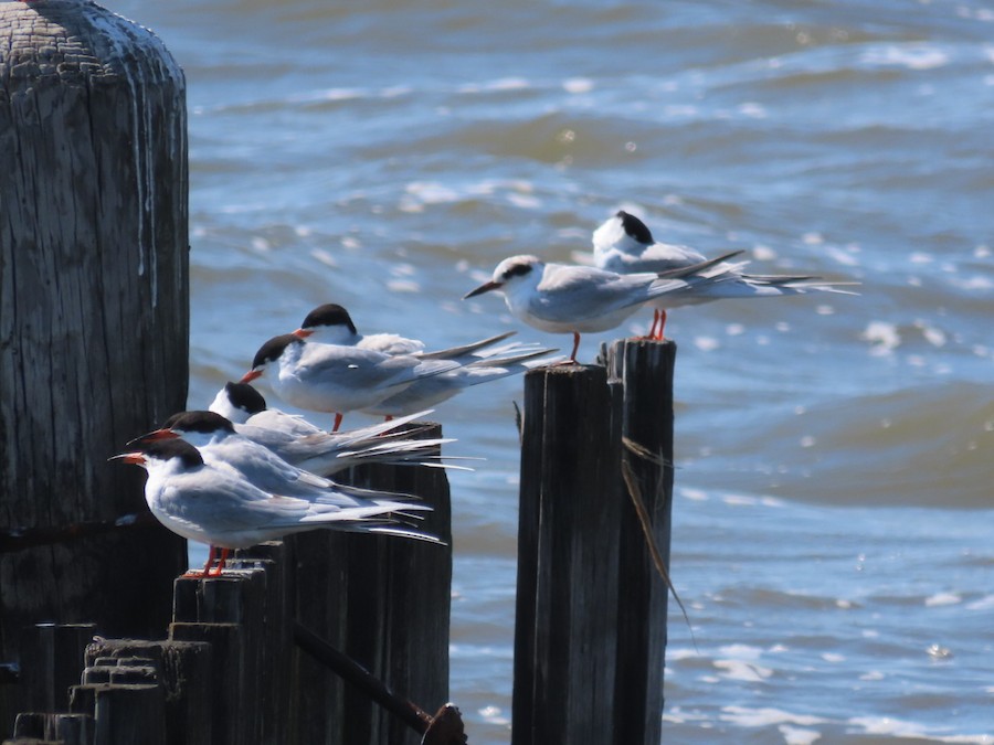 Forster's Tern - Ruth Bergstrom