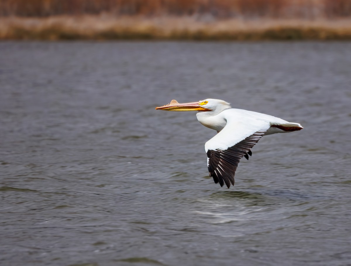 American White Pelican - ML655659922