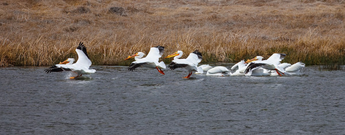 American White Pelican - ML655659923