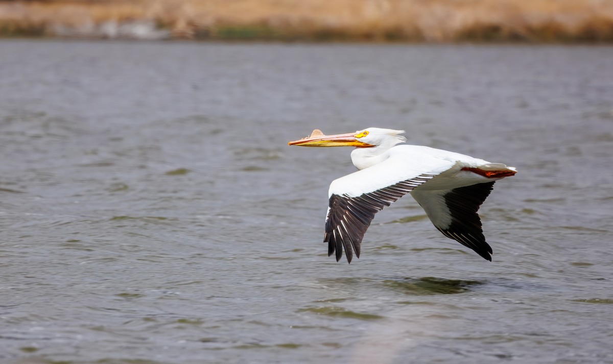 American White Pelican - ML655659924