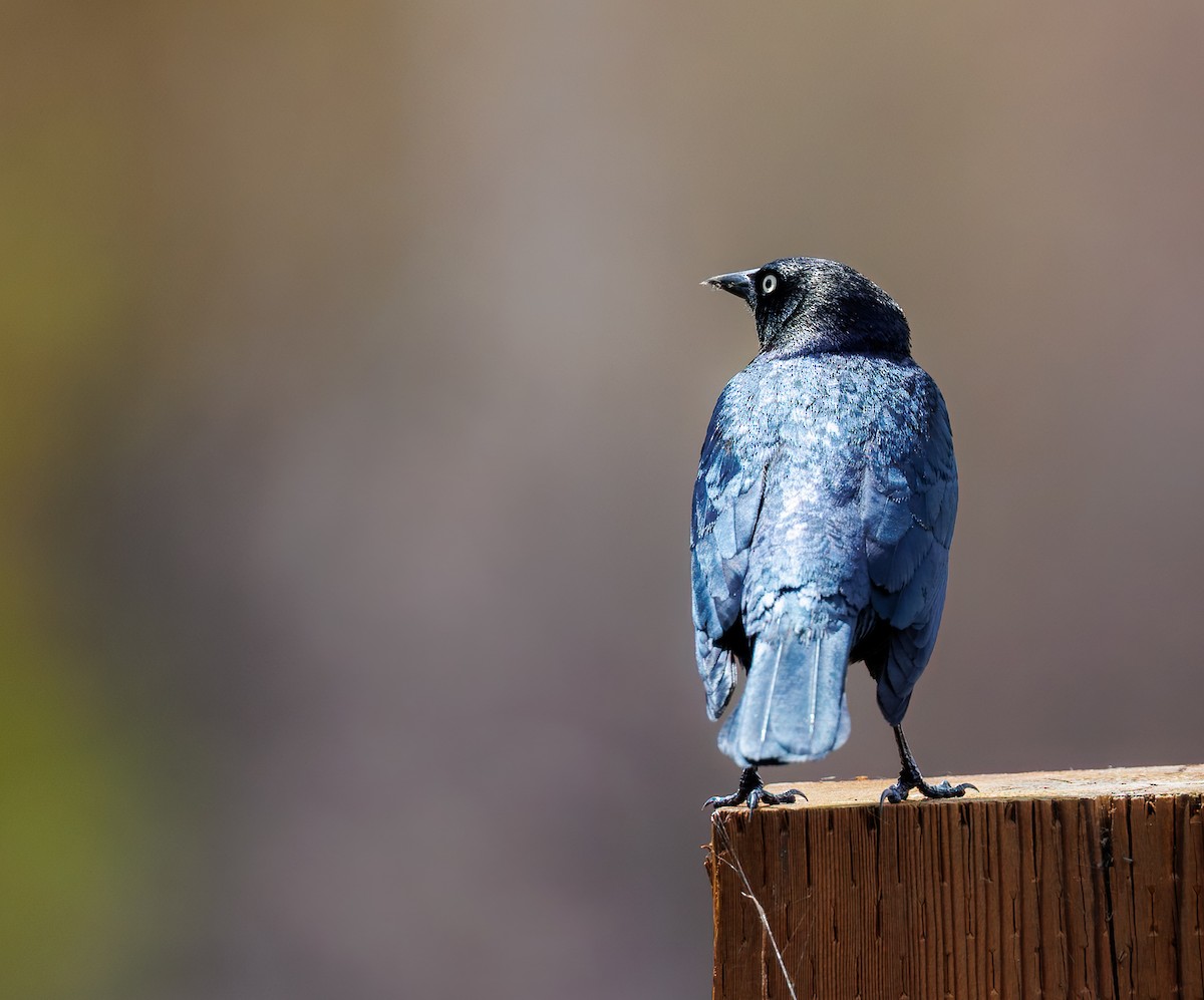 Brewer's Blackbird - ML655659946