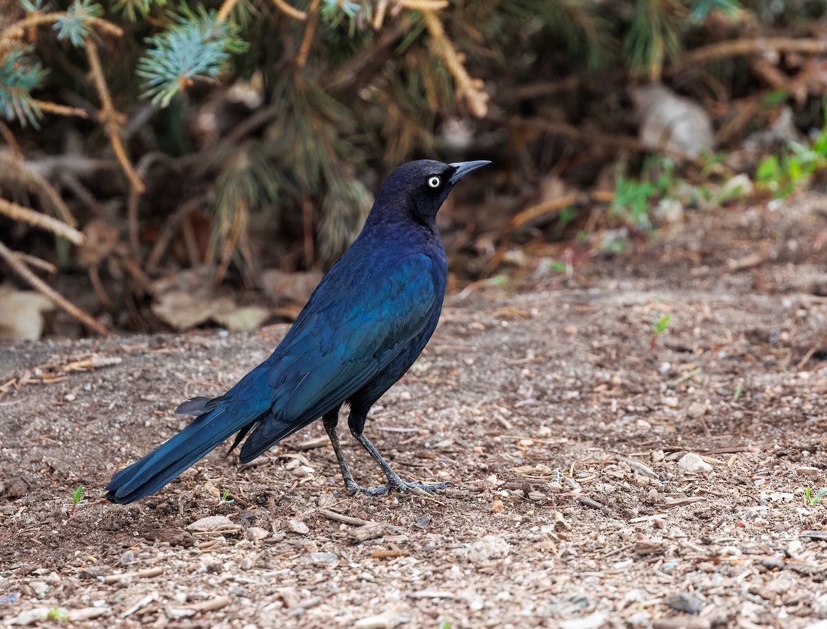 Brewer's Blackbird - ML655659947