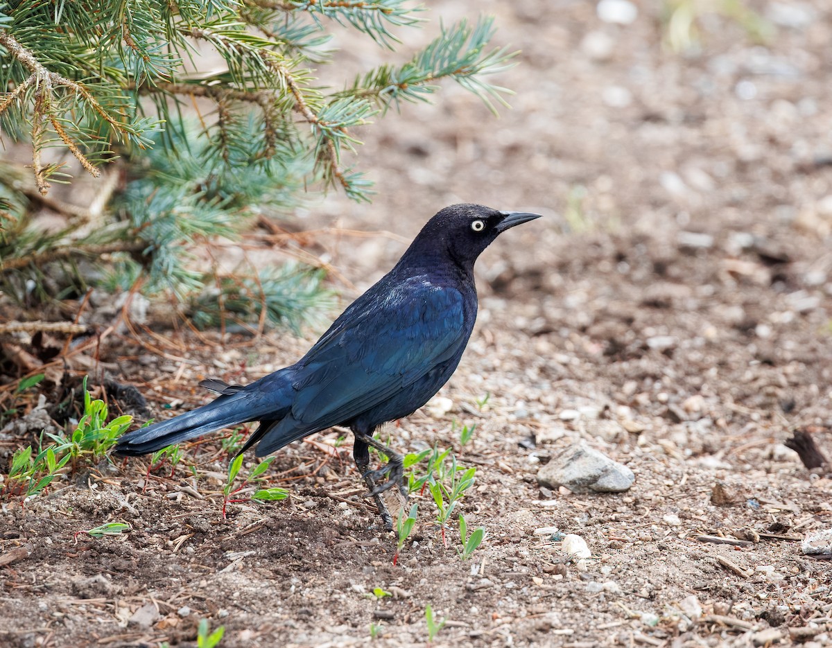 Brewer's Blackbird - ML655659948