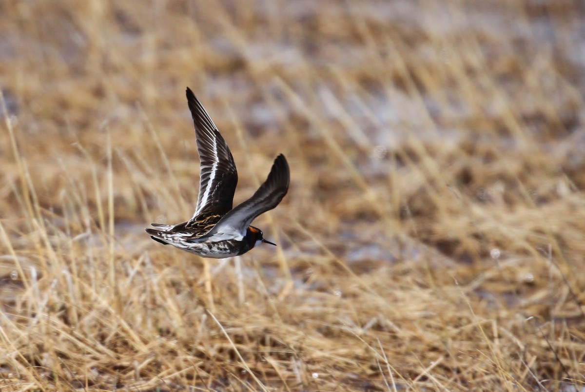 Phalarope à bec étroit - ML65566021