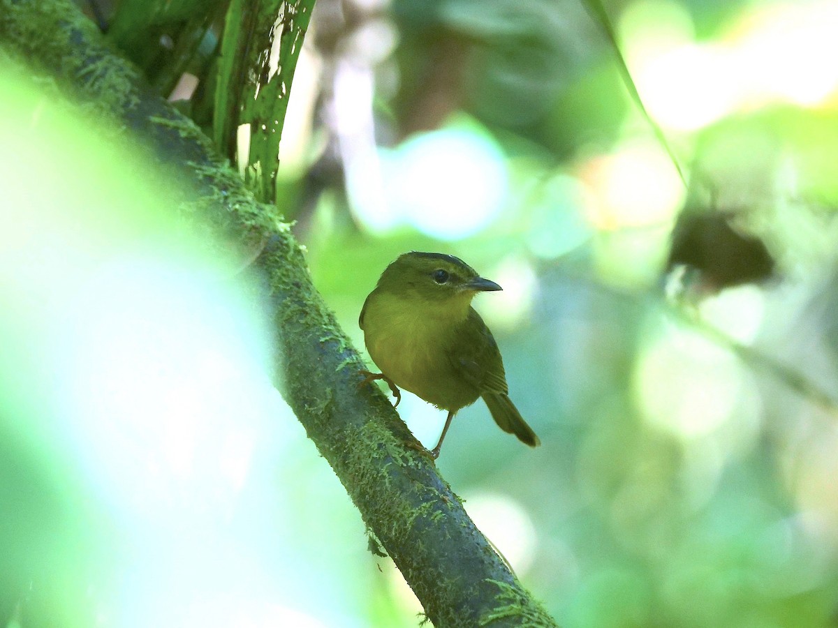 Choco Warbler - ML655663441