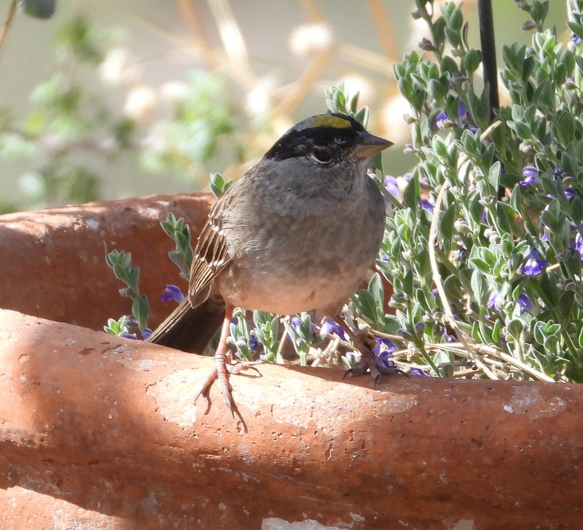 Golden-crowned Sparrow - ML655663528