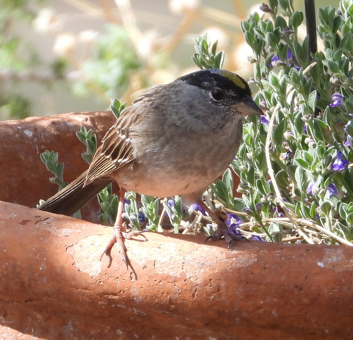 Golden-crowned Sparrow - ML655663530